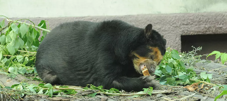 Очковая медведица Луиза