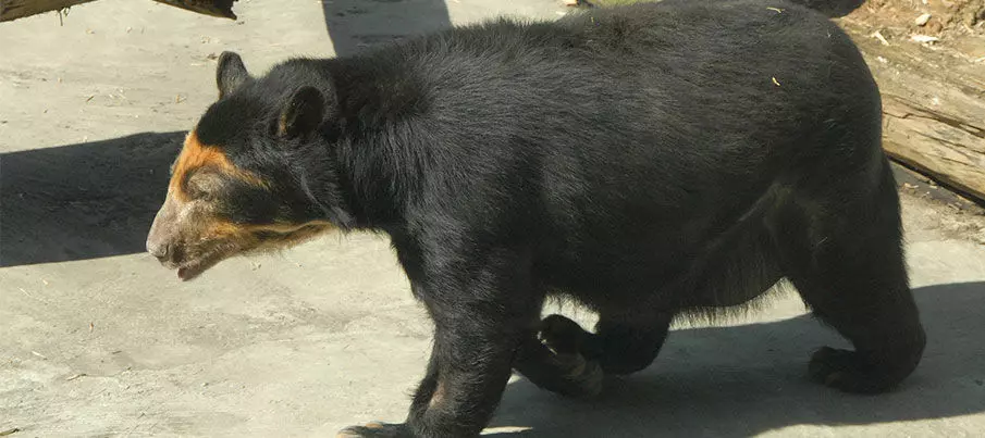 Очковая медведица