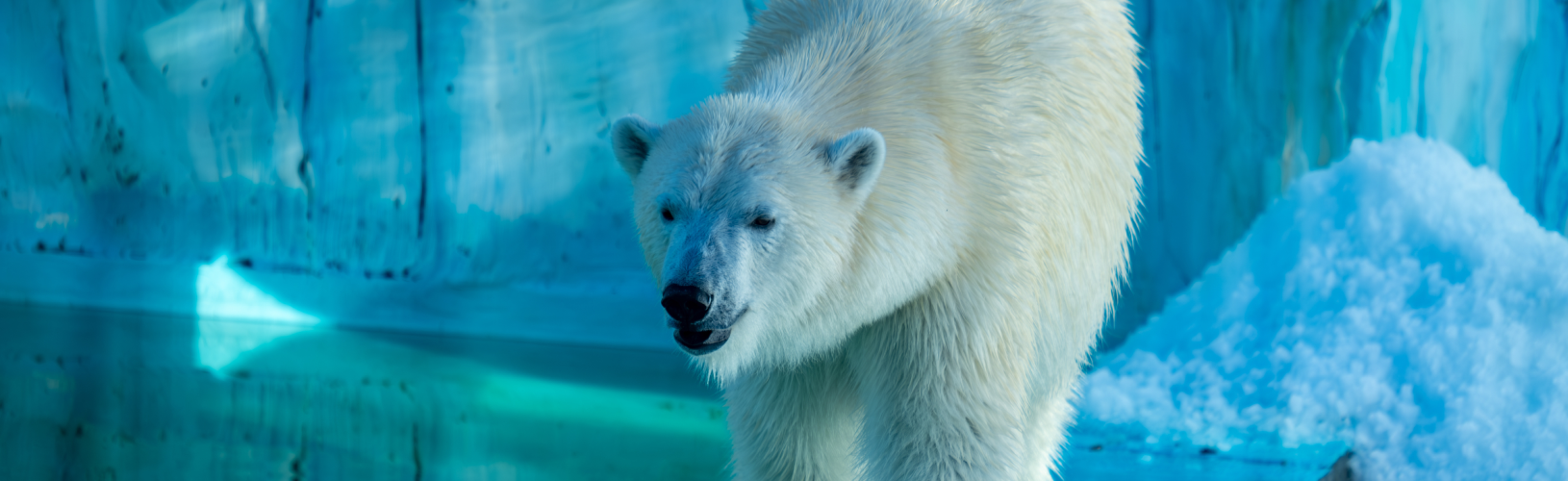 Копенгагенский «полярный круг»