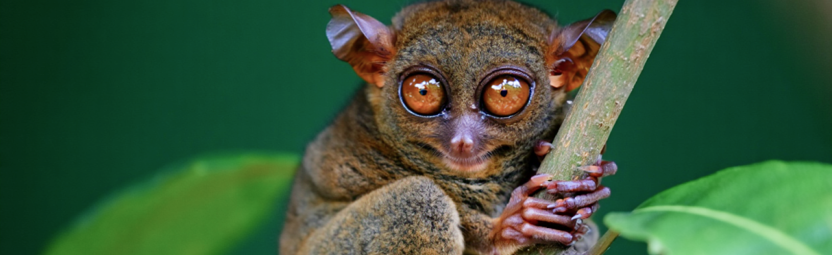 Глаза долгопята