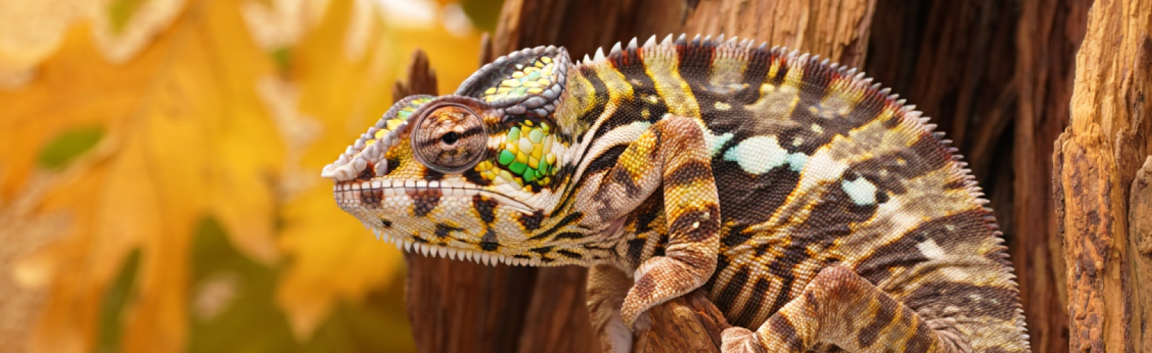 Глаза хамелеона