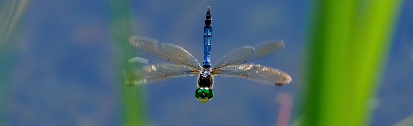 Глаза стрекозы