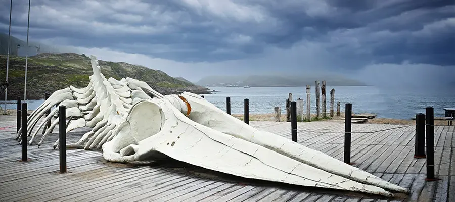 Кольский полуостров: где побывать и что увидеть