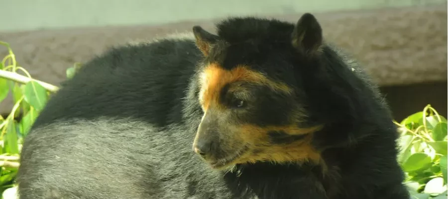 «Очкарик» дает на лапу очковому медведю